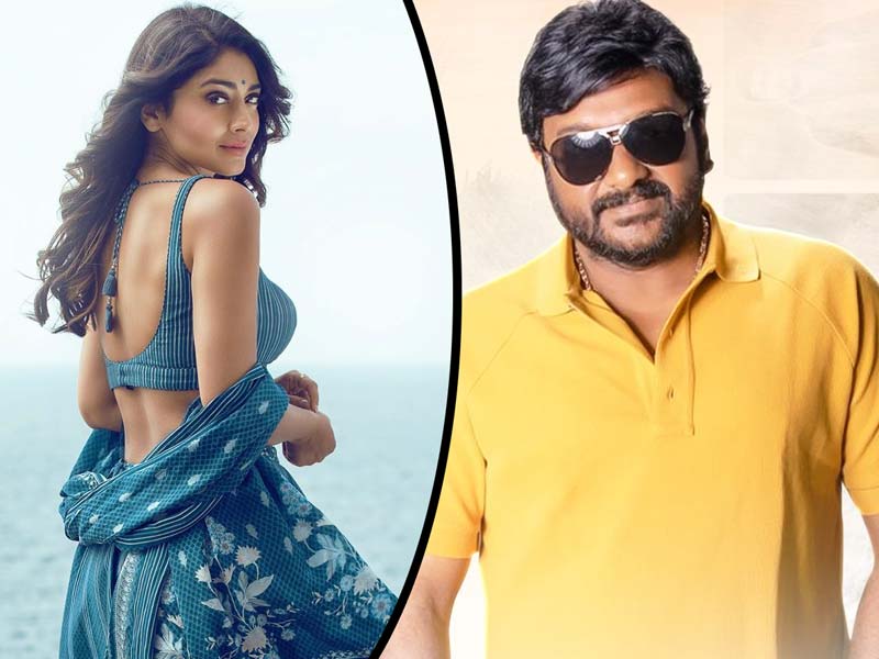 Bikini beauty  to romance Vinayak in Seenayya